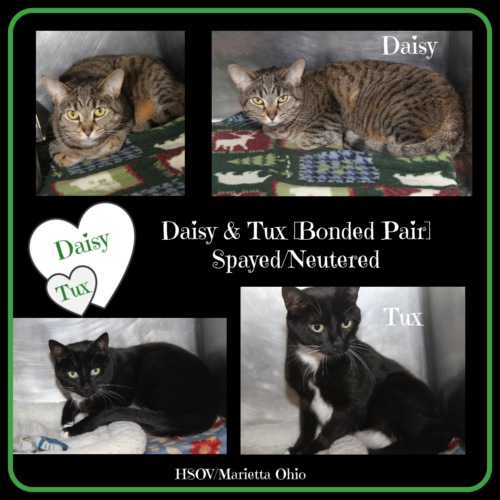 Adopt-a-pet: Daisy and Tux